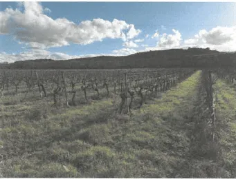Photo 2 du bien 41847 à Boucoiran-et-Nozières